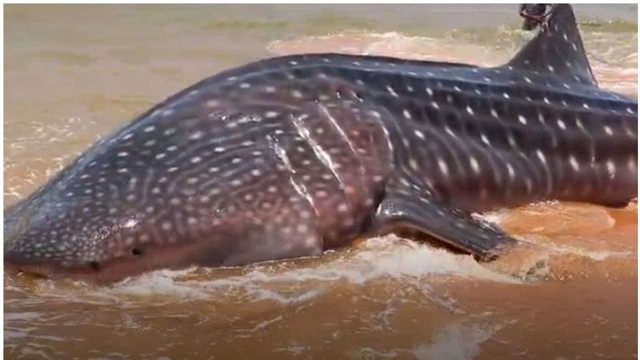 വലയിൽ കുരുങ്ങി തിമിം​ഗല സ്രാവുകൾ; ഏറെ പണിപ്പെട്ട് സാഹസം, കടലിലേക്ക് തിരിച്ചയച്ചു