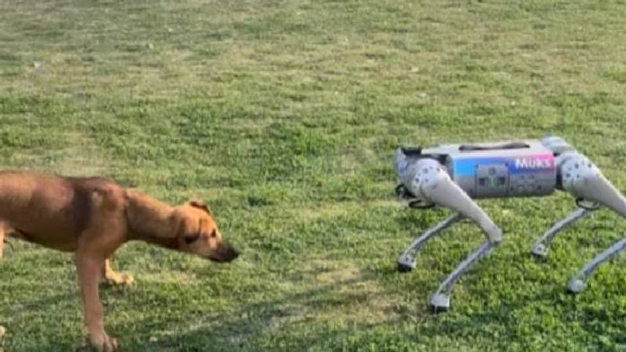 'ജാംഗോ നീ അറിഞ്ഞോ, ഞാൻ പെട്ടു'; റിയൽ നായയും റോബോ നായയും കണ്ടുമുട്ടിയപ്പോൾ 'ജാംഗോ നീ അറിഞ്ഞോ, ഞാൻ പെട്ടു'; റിയൽ നായയും റോബോ നായയും കണ്ടുമുട്ടിയപ്പോൾ