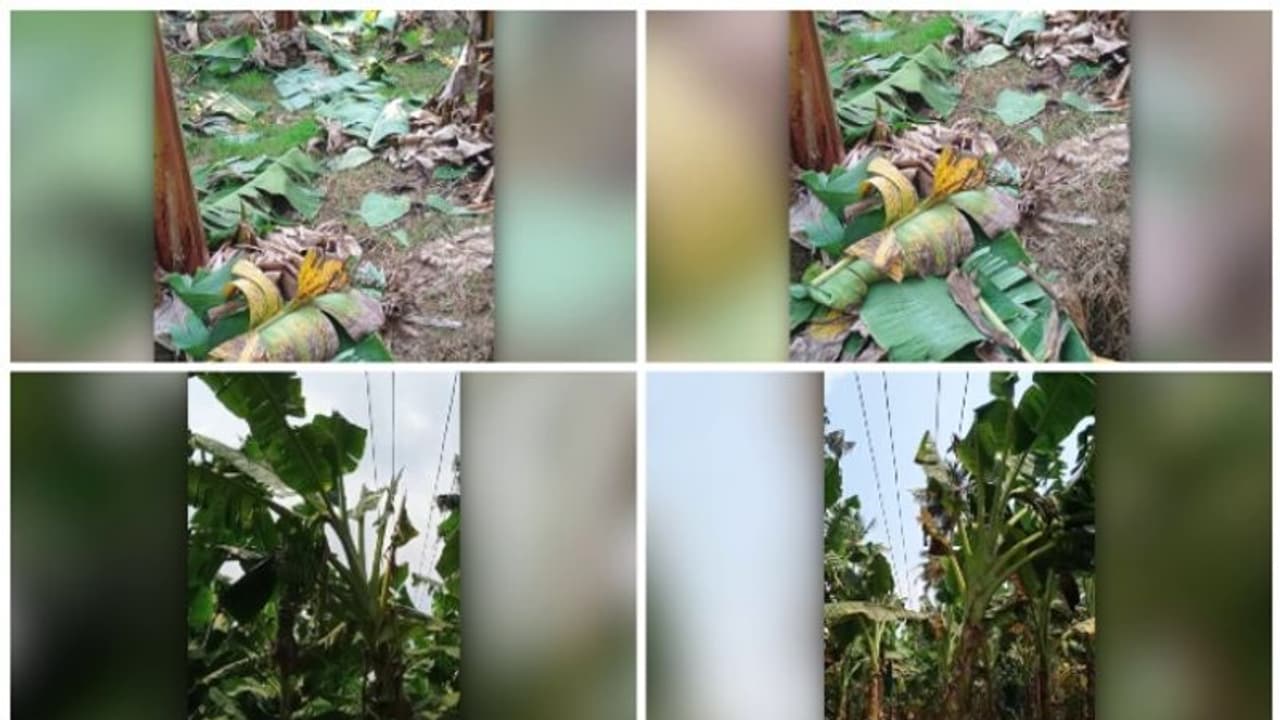 വീണ്ടും കെഎസ്ഇബിയുടെ വാഴവെട്ടൽ; അറിയിപ്പൊന്നും ലഭിച്ചില്ലെന്ന് കർഷകൻ; സംഭവം തൃശൂർ പുതുക്കാട് വീണ്ടും കെഎസ്ഇബിയുടെ വാഴവെട്ടൽ; അറിയിപ്പൊന്നും ലഭിച്ചില്ലെന്ന് കർഷകൻ; സംഭവം തൃശൂർ പുതുക്കാട് 