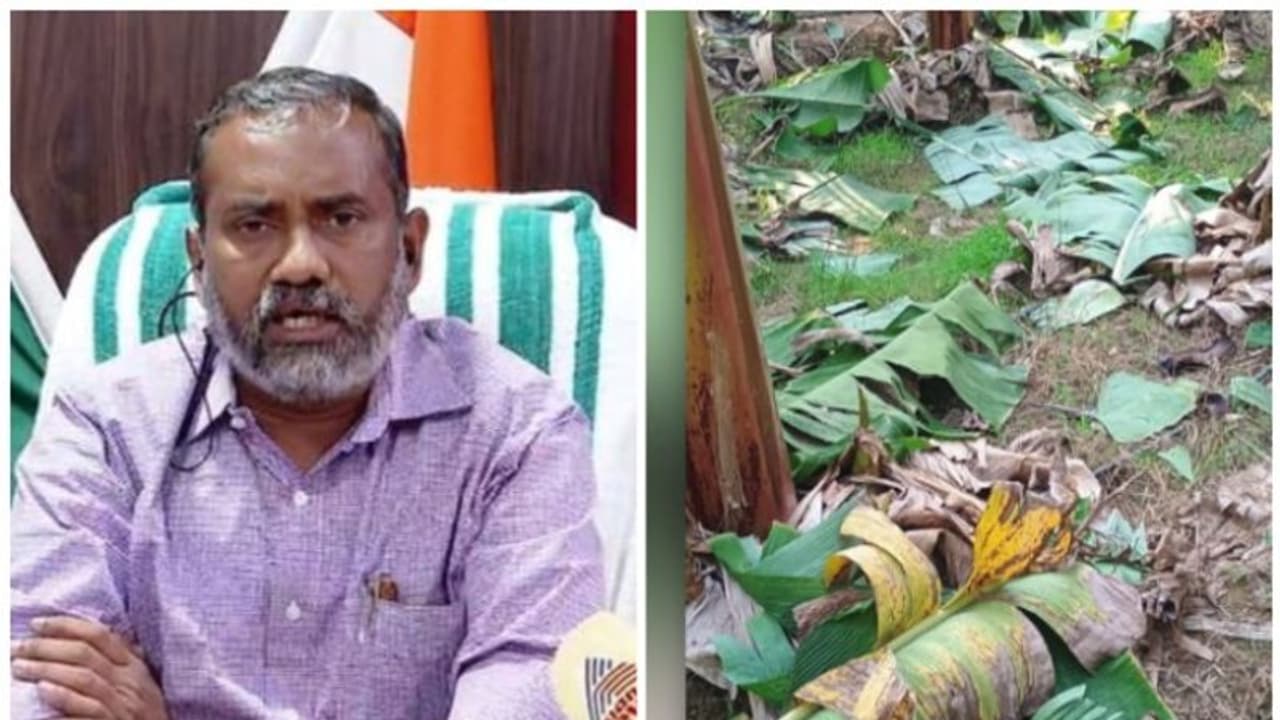 കെഎസ്ഇബിയുടെ വാഴവെട്ട്, ഇടപെട്ട് കൃഷിമന്ത്രി; നീതികരിക്കാനാകാത്ത നടപടിയെന്നും മന്ത്രി കെഎസ്ഇബിയുടെ വാഴവെട്ട്, ഇടപെട്ട് കൃഷിമന്ത്രി; നീതികരിക്കാനാകാത്ത നടപടിയെന്നും മന്ത്രി