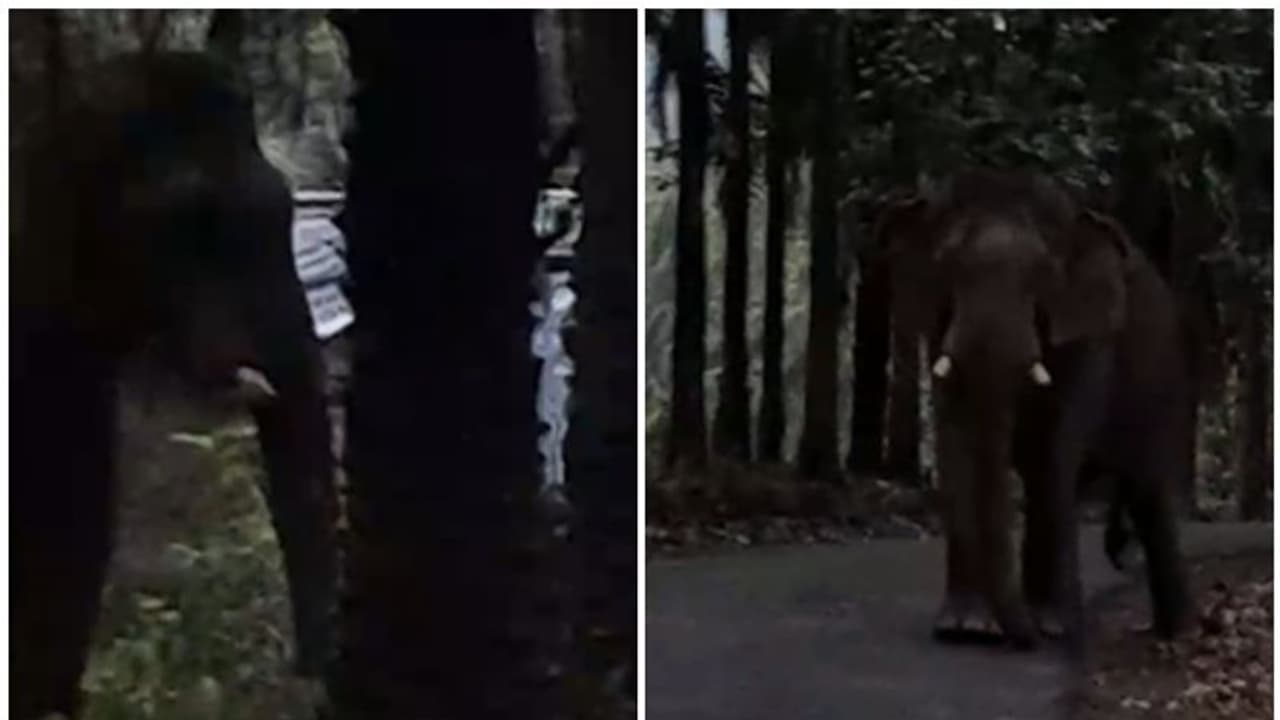 ആരോഗ്യം വീണ്ടെടുത്ത് അന്ന് കാടുകയറി; ഇന്ന് വീണ്ടും ജനവാസകേന്ദ്രത്തിൽ, തൊഴിലാളി ലയങ്ങൾക്ക് സമീപം 'ഗണപതി' ആരോഗ്യം വീണ്ടെടുത്ത് അന്ന് കാടുകയറി; ഇന്ന് വീണ്ടും ജനവാസകേന്ദ്രത്തിൽ, തൊഴിലാളി ലയങ്ങൾക്ക് സമീപം 'ഗണപതി'