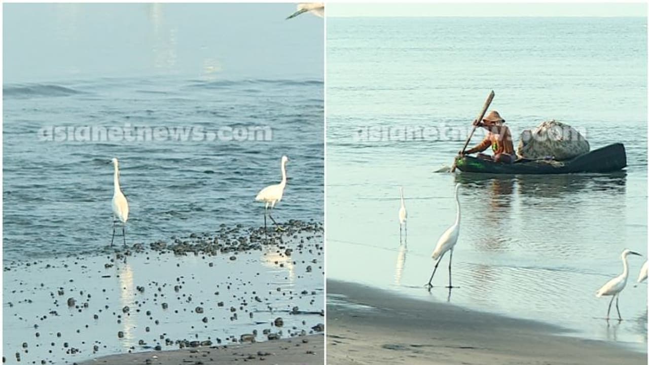 ആലപ്പുഴ പുറക്കാട് കടൽ ഉൾവലിഞ്ഞ തീരം ശാന്തമായി; ചാകരയ്ക്ക് മുന്നോടിയായുള്ള പ്രതിഭാസമെന്ന് വിദഗ്ധര്‍