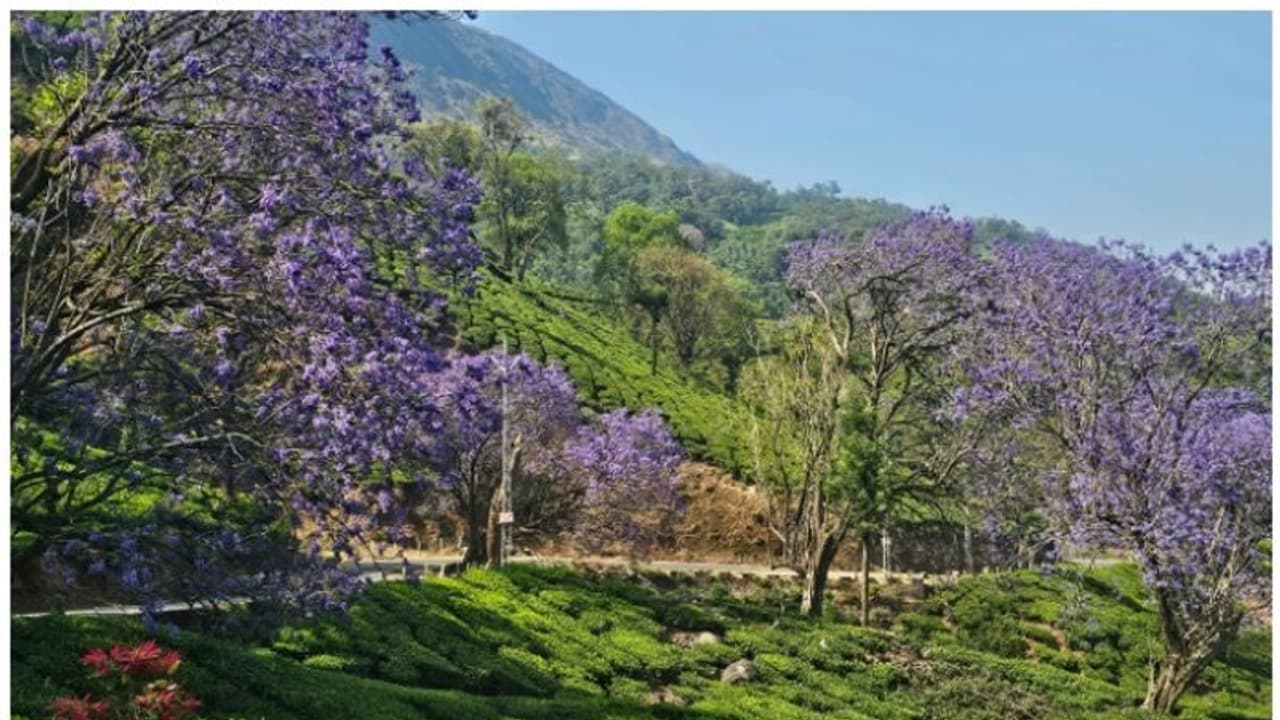 മൂന്നാറിലെ പരീക്ഷാ മരങ്ങൾ പൂത്തു; റോഡരികുകളിൽ പ്രകൃതിയുടെ ദൃശ്യവിരുന്ന്, ഒപ്പം നല്ല തണുപ്പും! മൂന്നാറിലെ പരീക്ഷാ മരങ്ങൾ പൂത്തു; റോഡരികുകളിൽ പ്രകൃതിയുടെ ദൃശ്യവിരുന്ന്, ഒപ്പം നല്ല തണുപ്പും!