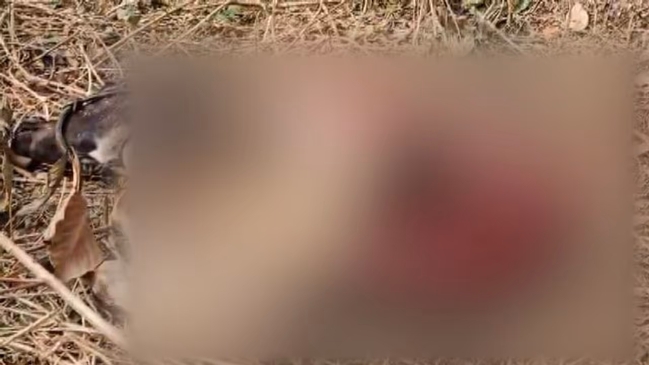 മുളള്ളൻകൊല്ലിയിൽ വീണ്ടും കടുവയുടെ ആക്രമണം; പശുക്കിടാവിനെ കൊന്ന് തിന്നു, പ്രതിഷേധവുമായി നാട്ടുകാർ മുളള്ളൻകൊല്ലിയിൽ വീണ്ടും കടുവയുടെ ആക്രമണം; പശുക്കിടാവിനെ കൊന്ന് തിന്നു, പ്രതിഷേധവുമായി നാട്ടുകാർ