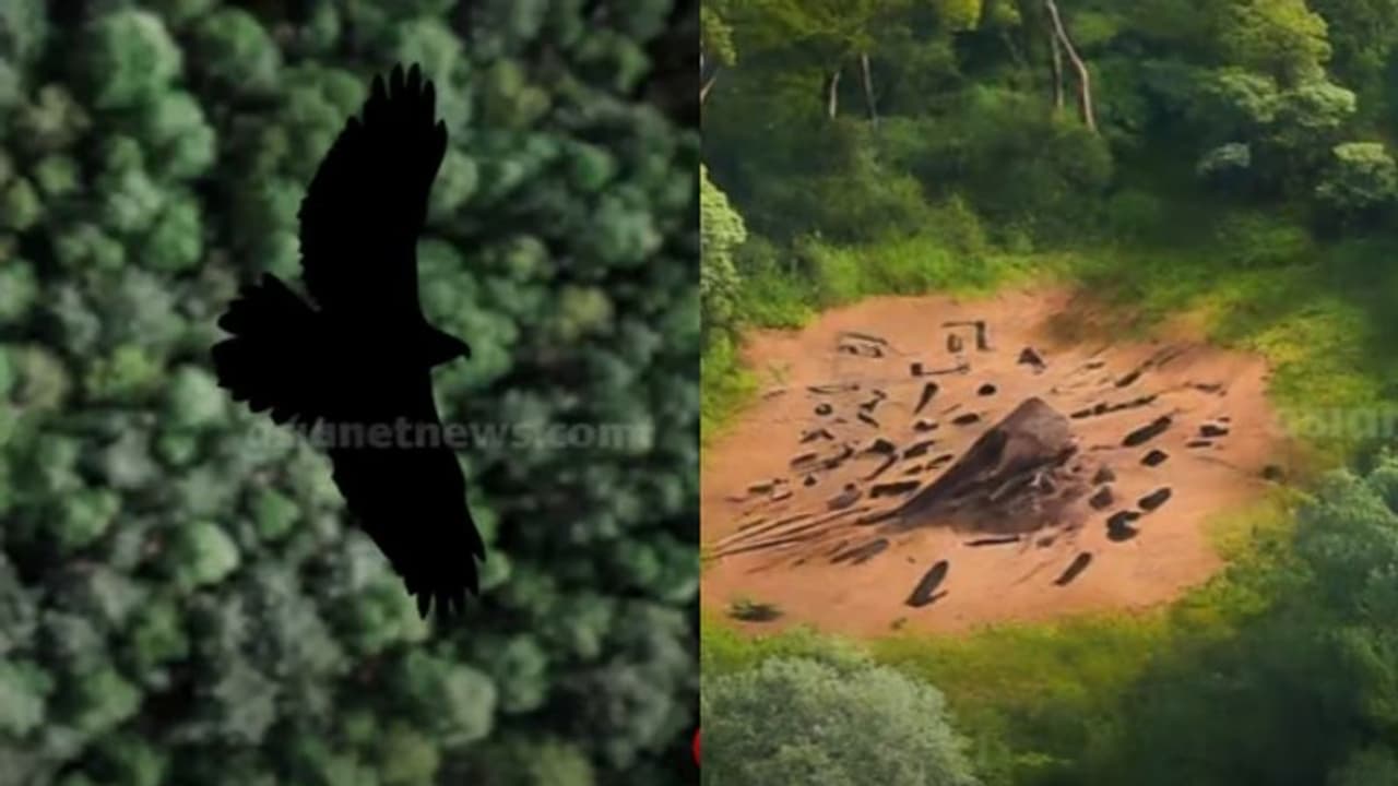 വയനാട്ടിലുണ്ടൊരു കഴുകൻ റെസ്റ്റോറന്‍റ് ! കൂട്ടത്തോടെയെത്തി തിന്നുതീർക്കും, സംഗതി സക്സസ്