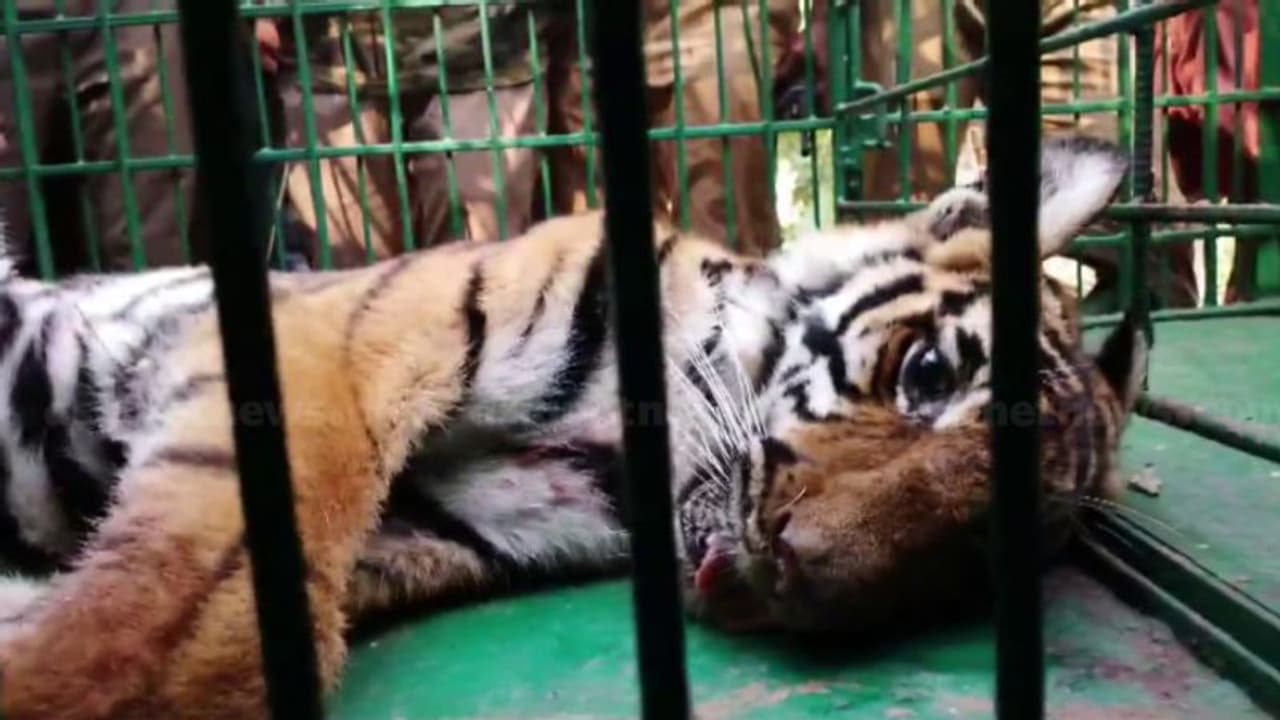 കണ്ണൂര് കേളകത്ത് നിന്ന് മയക്കുവെടി വച്ച് പിടികൂടിയ കടുവ ചത്തു; പോസ്റ്റ്മോര്ട്ടം നാളെ കണ്ണൂര് കേളകത്ത് നിന്ന് മയക്കുവെടി വച്ച് പിടികൂടിയ കടുവ ചത്തു; പോസ്റ്റ്മോര്ട്ടം നാളെ