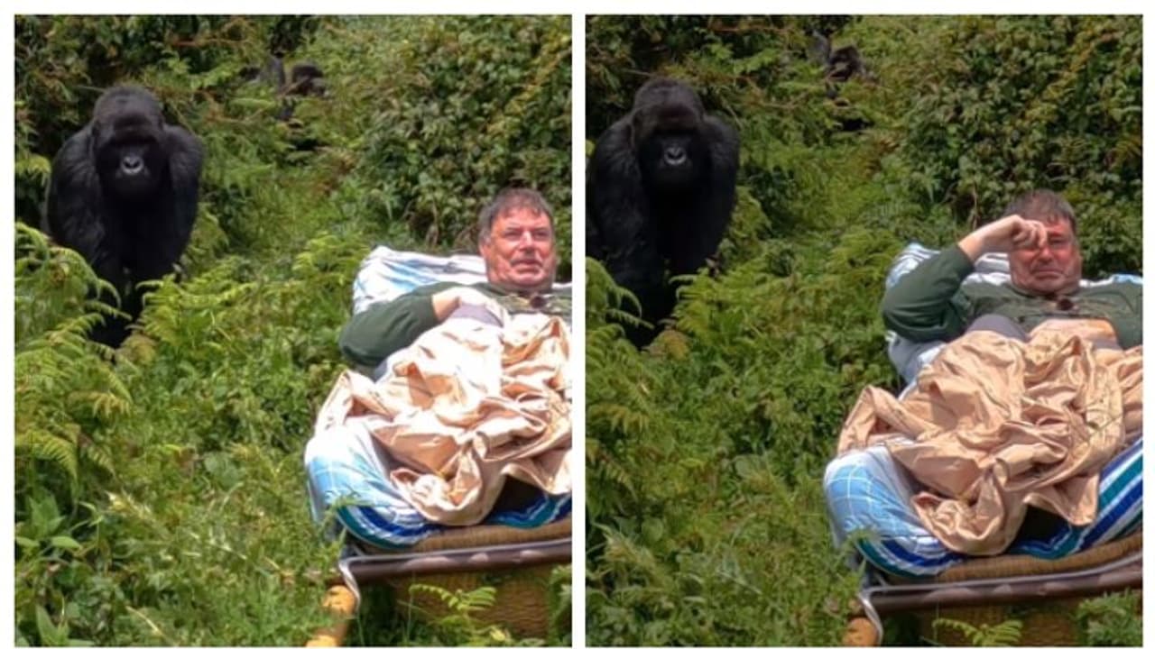 'അവ മനുഷ്യനോളം ബുദ്ധിയുള്ളവ....'; ഗൊറില്ലയെ കാണാന്‍ കാട് കയറി, പെട്ടുപോയ മനുഷ്യന് മുന്നിലേക്ക് സാക്ഷാൽ ഗൊറില്ല