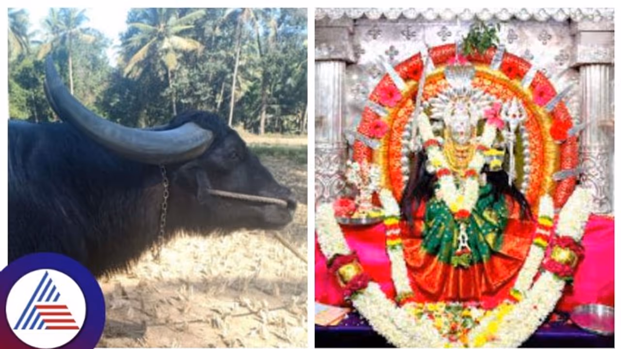 ಪೊಲೀಸರು ಮೈಯೆಲ್ಲಾ ಕಣ್ಣಾಗಿಸಿದ್ದರೂ ದಾವಣಗೆರೆಯ ದುಗ್ಗಮ್ಮನಿಗೆ ಹನ್ನೊಂದನೇ ಹೊಡೆತಕ್ಕೆ ಕೋಣ ಬಲಿ! ಪೊಲೀಸರು ಮೈಯೆಲ್ಲಾ ಕಣ್ಣಾಗಿಸಿದ್ದರೂ ದಾವಣಗೆರೆಯ ದುಗ್ಗಮ್ಮನಿಗೆ ಹನ್ನೊಂದನೇ ಹೊಡೆತಕ್ಕೆ ಕೋಣ ಬಲಿ!