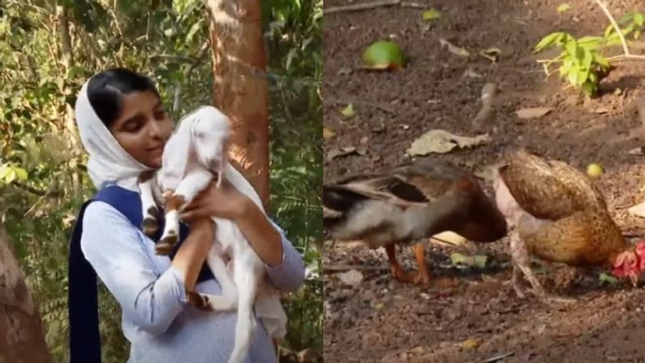 'പേടിച്ച് ഉറങ്ങാനാവുന്നില്ല'; സഹീറയുടെ 3 ആടുകൾ, 24 കോഴികൾ, 2 താറാവുകൾ... എല്ലാം തെരുവുനായക്കൂട്ടം കടിച്ചുകീറി 'പേടിച്ച് ഉറങ്ങാനാവുന്നില്ല'; സഹീറയുടെ 3 ആടുകൾ, 24 കോഴികൾ, 2 താറാവുകൾ... എല്ലാം തെരുവുനായക്കൂട്ടം കടിച്ചുകീറി