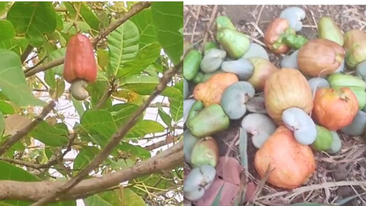 നോട്ടം രണ്ട് വർഷം മാത്രം, ചുമ്മാ മൂന്നാം വർഷം മുതൽ വരുമാനം ഇങ്ങ് പോരും'; ജയകുമാറിന് ഇടം വലം കശുമാവ് കൃഷി