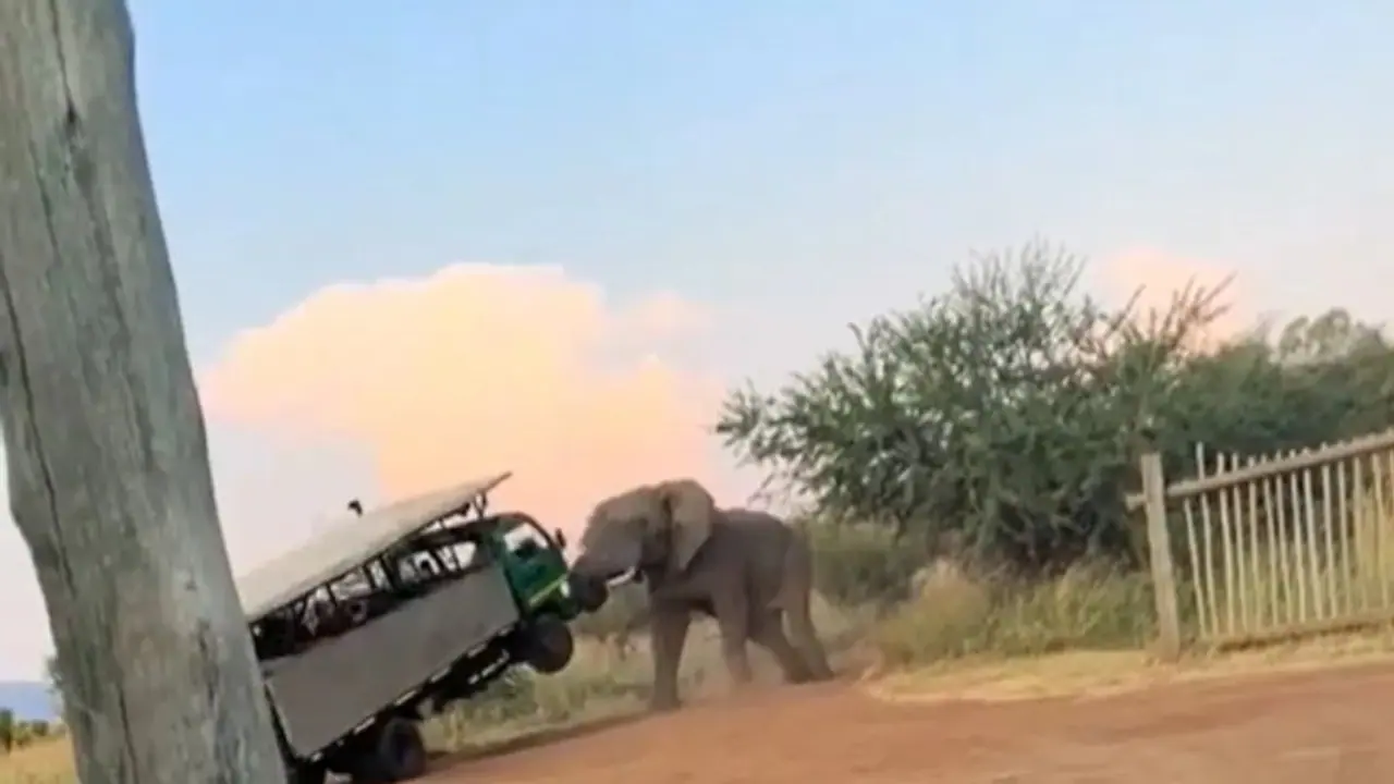 சுற்றுலா பயணிகள் செய்த தவறு? ஓட்டுனரின் சாதுர்யத்தால் தப்பித்த மக்கள் உயிர் பயத்தை காட்டிய காட்டு யானை! சுற்றுலா பயணிகள் செய்த தவறு? ஓட்டுனரின் சாதுர்யத்தால் தப்பித்த மக்கள் உயிர் பயத்தை காட்டிய காட்டு யானை!