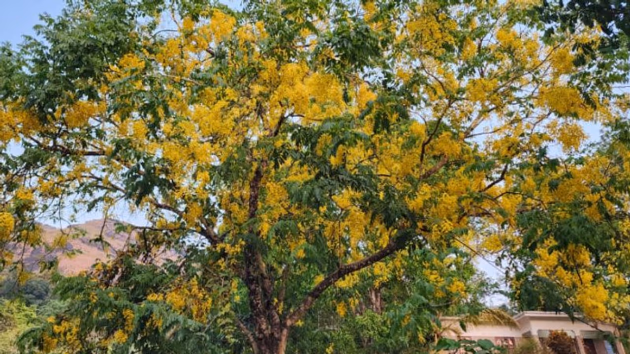 നാടെങ്ങും പൂത്തങ്ങനെ നിപ്പാണ്, പക്ഷെ വിഷുക്കണിക്ക് ഇതൊരു കെണിയാകും! മുമ്പത്തെ വില തന്നെ ഒരു പിടിക്ക് 25 വരെ
