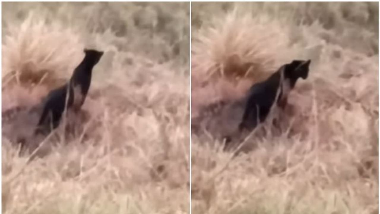 മൂന്നാറില്‍ കണ്ട 'അജ്ഞാതജീവി'യെ തിരിച്ചറിഞ്ഞു; മാസങ്ങള്‍ക്ക് മുമ്പ് കണ്ട അതേ കരിമ്പുലി