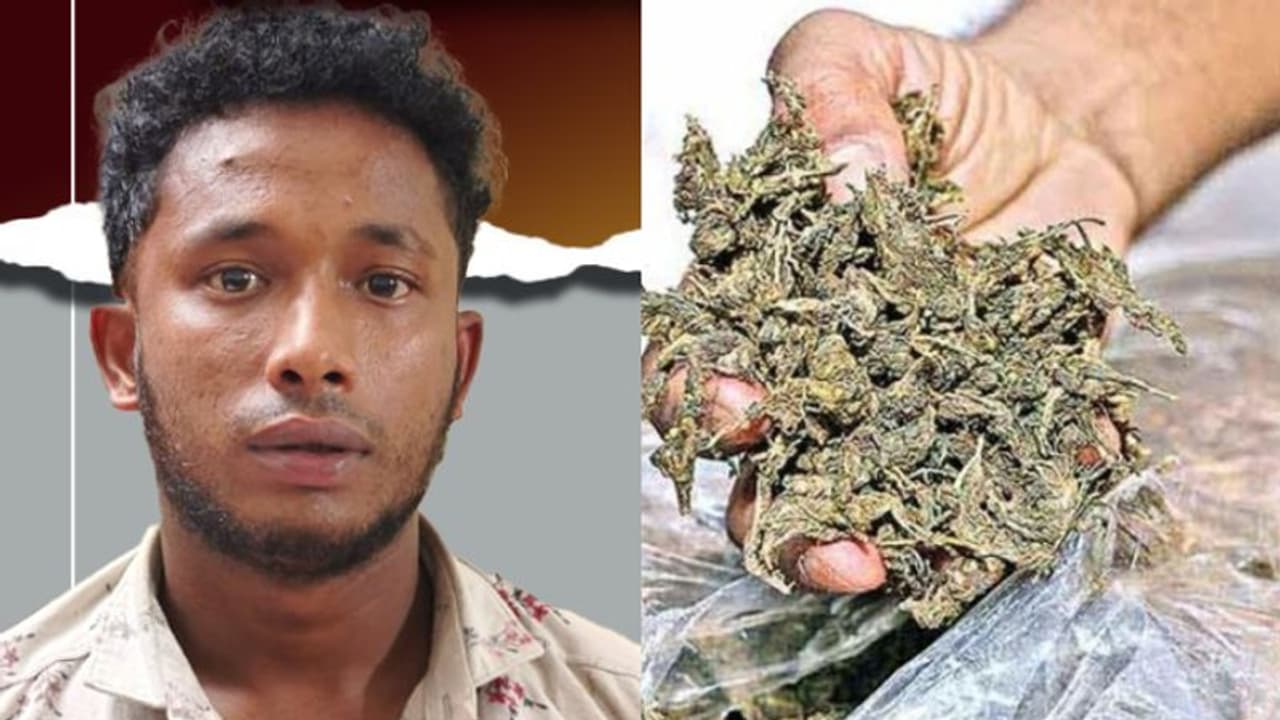 പത്തനംതിട്ടയിൽ ലഹരി വേട്ട, 1.11 കിലോ കഞ്ചാവുമായി യുവാവ് എക്സൈസ് പിടിയിൽ പത്തനംതിട്ടയിൽ ലഹരി വേട്ട, 1.11 കിലോ കഞ്ചാവുമായി യുവാവ് എക്സൈസ് പിടിയിൽ