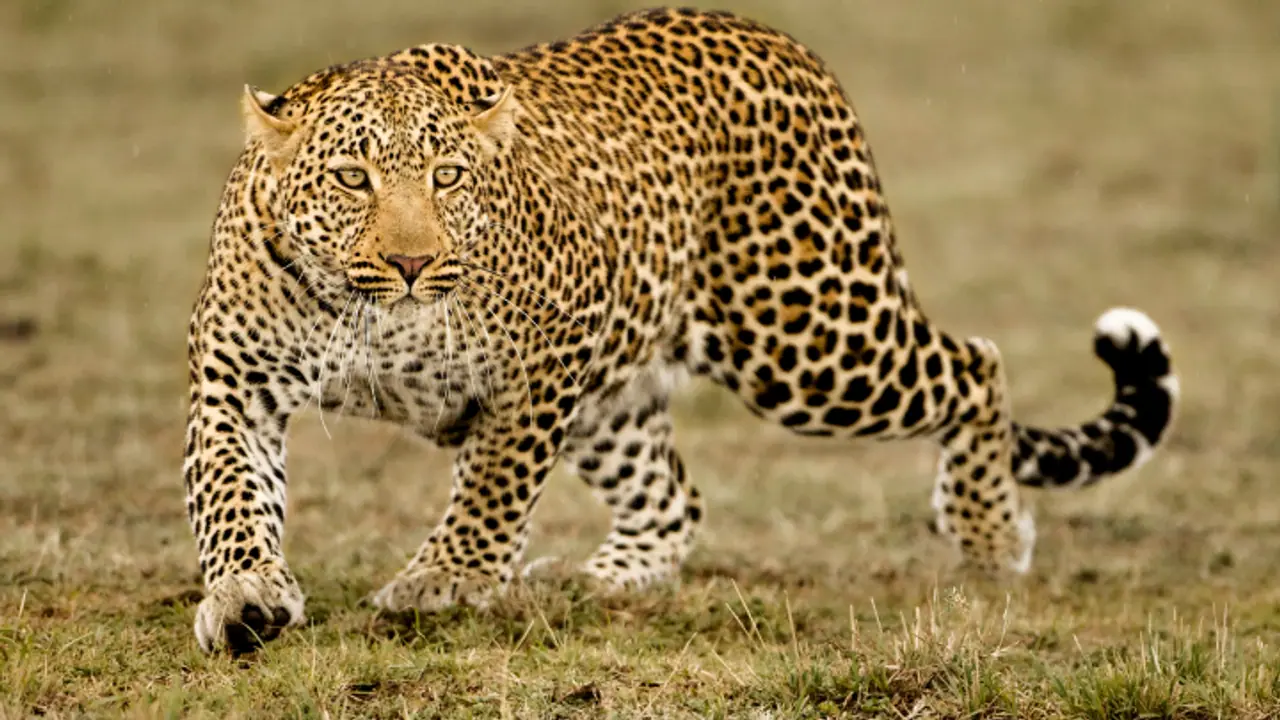 ಚಾಮರಾಜನಗರದಲ್ಲಿ ಚಿರತೆ ದಾಳಿಗೆ ಹಸು ಬಲಿ: ಅರಣ್ಯಾಧಿಕಾರಿಗಳ ವಿರುದ್ಧ ಸ್ಥಳೀಯರ ಆಕ್ರೋಶ ಚಾಮರಾಜನಗರದಲ್ಲಿ ಚಿರತೆ ದಾಳಿಗೆ ಹಸು ಬಲಿ: ಅರಣ್ಯಾಧಿಕಾರಿಗಳ ವಿರುದ್ಧ ಸ್ಥಳೀಯರ ಆಕ್ರೋಶ