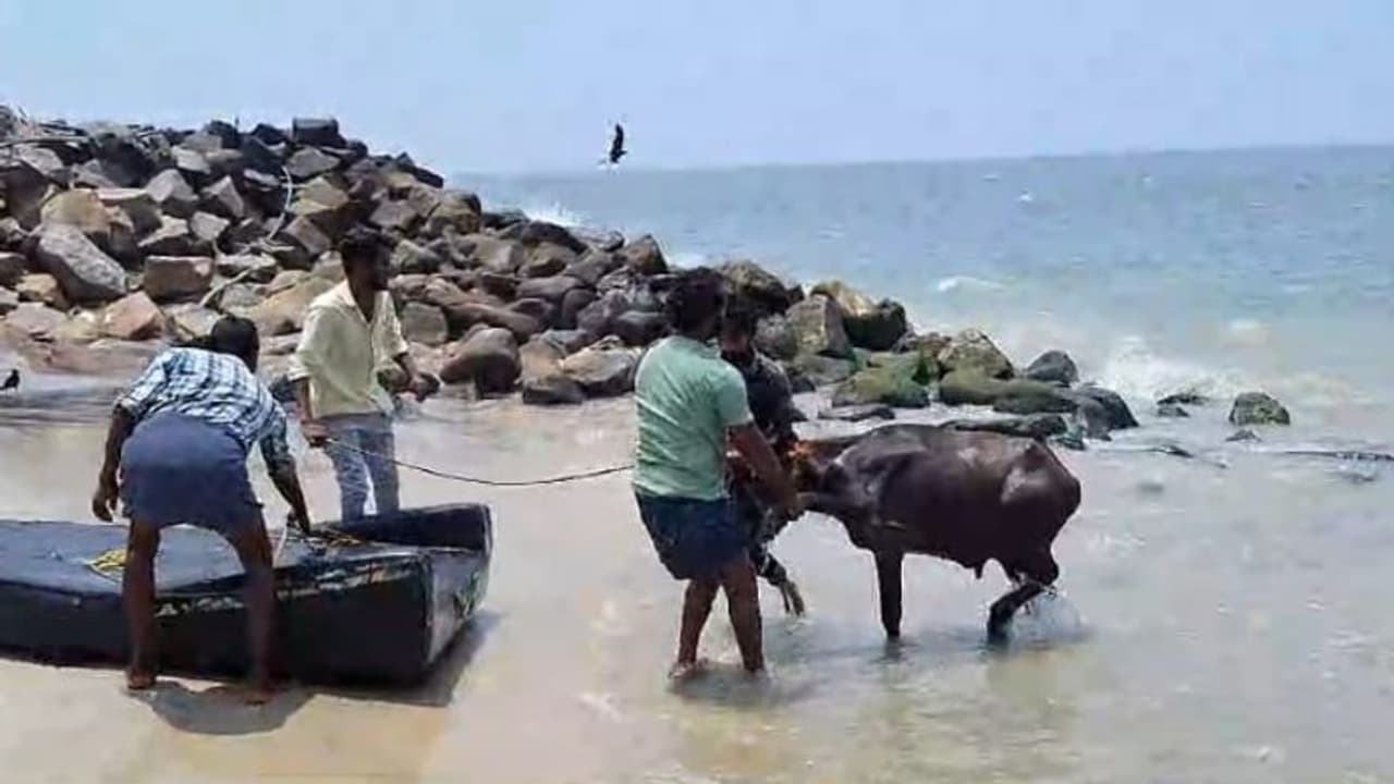 അമ്പലപ്പുഴയിൽ വാഹനത്തിൽ നിന്നിറക്കവെ പോത്ത് വിരണ്ടോടി, പിന്നെ ആകെ പ്രശ്നം, കടലിൽ ചാടി! ഒടുവിൽ രക്ഷിച്ചു അമ്പലപ്പുഴയിൽ വാഹനത്തിൽ നിന്നിറക്കവെ പോത്ത് വിരണ്ടോടി, പിന്നെ ആകെ പ്രശ്നം, കടലിൽ ചാടി! ഒടുവിൽ രക്ഷിച്ചു