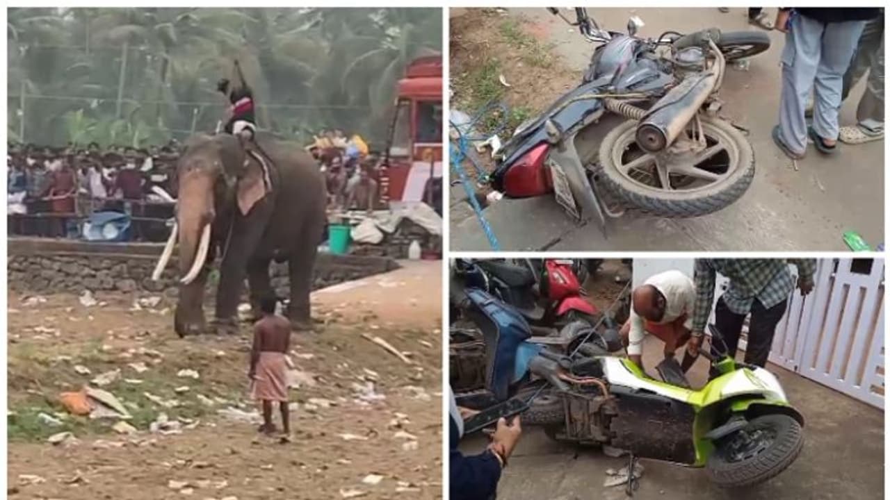 ആറാട്ടുപുഴ പൂരത്തിനിടെ വീണ്ടും ആനയിടഞ്ഞു; മൂന്ന് ബൈക്കുകൾ തകർത്തു, ആളുകൾ ചിതറിയോടി ആറാട്ടുപുഴ പൂരത്തിനിടെ വീണ്ടും ആനയിടഞ്ഞു; മൂന്ന് ബൈക്കുകൾ തകർത്തു, ആളുകൾ ചിതറിയോടി