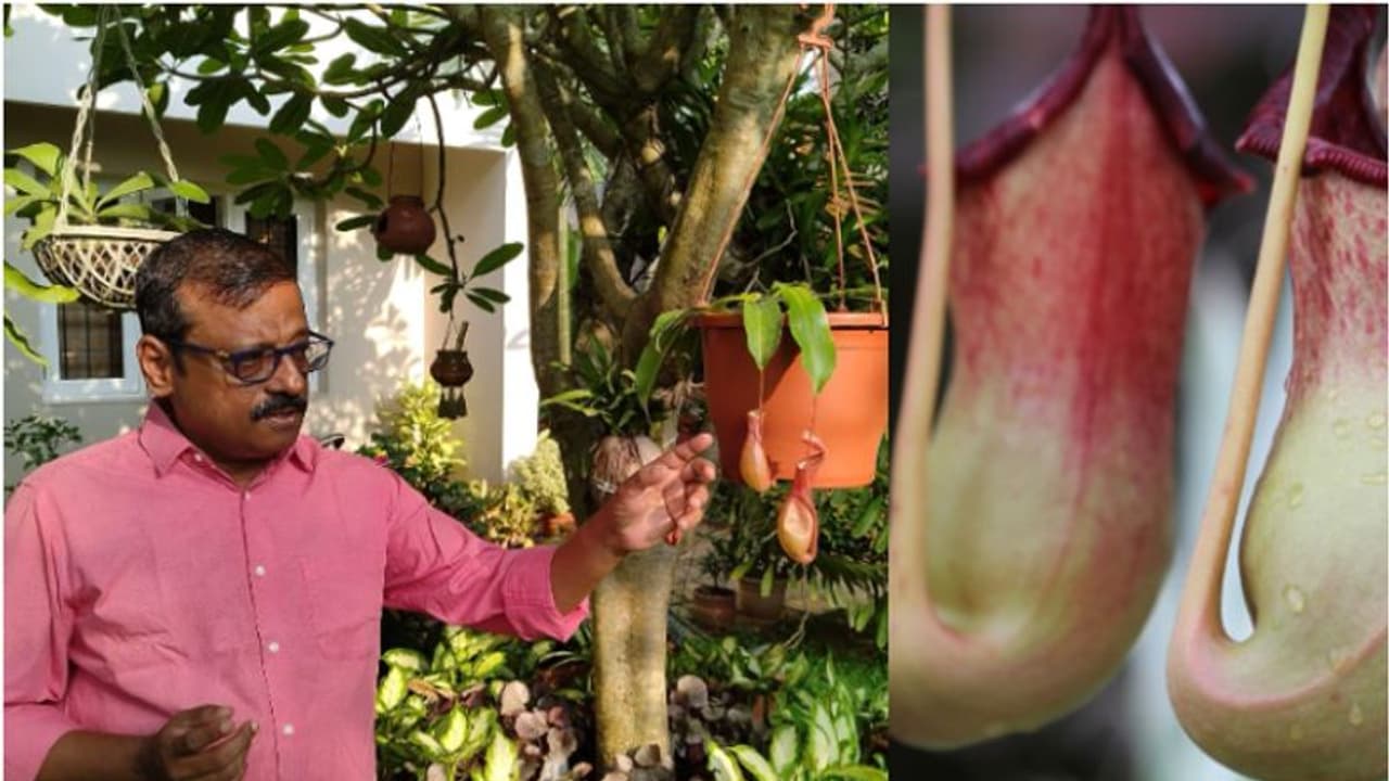 കണ്ടാൽ സുന്ദരൻ, സുമുഖൻ... പക്ഷേ അടുത്തറിഞ്ഞാൽ ആളത്ര വെടിപ്പല്ല! കൗതുകം പകർന്ന് ഇരപിടിയൻ ചെടി! കണ്ടാൽ സുന്ദരൻ, സുമുഖൻ... പക്ഷേ അടുത്തറിഞ്ഞാൽ ആളത്ര വെടിപ്പല്ല! കൗതുകം പകർന്ന് ഇരപിടിയൻ ചെടി!