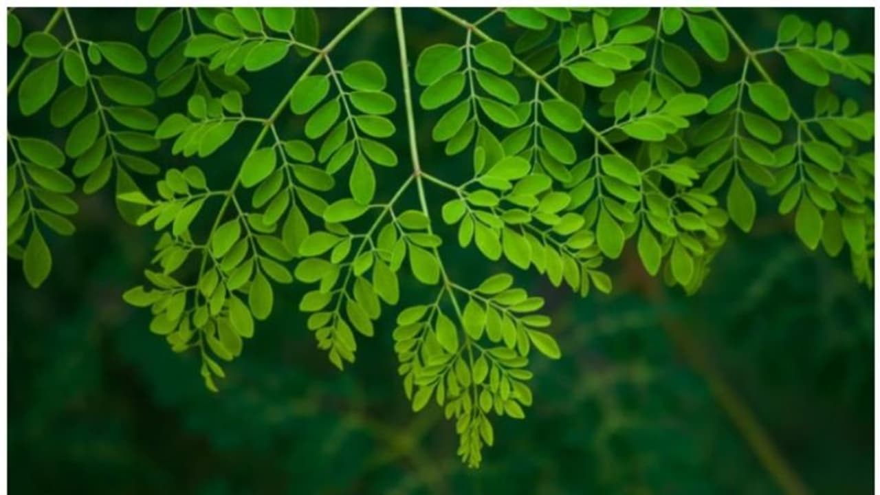 മുടിയെ കരുത്തുള്ളതാക്കാൻ മുരിങ്ങയില ; ഉപയോ​ഗിക്കേണ്ട വിധം