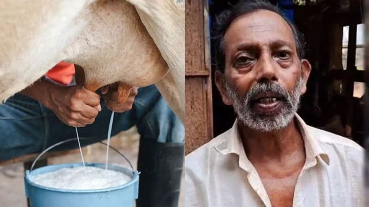 തൃശൂരിൽ പാൽ കറക്കുന്നതിനിടെ ഷോക്കേറ്റ് 4 പശുക്കൾ ചത്തു, കർഷകൻ തലനാരിഴയ്ക്ക് രക്ഷപെട്ടു തൃശൂരിൽ പാൽ കറക്കുന്നതിനിടെ ഷോക്കേറ്റ് 4 പശുക്കൾ ചത്തു, കർഷകൻ തലനാരിഴയ്ക്ക് രക്ഷപെട്ടു