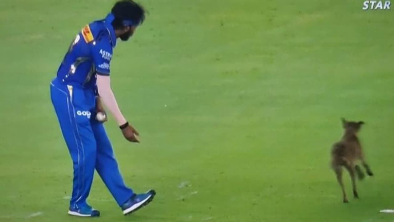 കൂവല് പോട്ടേ, പട്ടിക്കുഞ്ഞിന് പോലും ഹാര്ദിക്കിനെ പുല്ലുവില! മുംബൈ ക്യാപ്റ്റന് ആരാധകരുടെ പരിഹാസം വീഡിയോ കൂവല് പോട്ടേ, പട്ടിക്കുഞ്ഞിന് പോലും ഹാര്ദിക്കിനെ പുല്ലുവില! മുംബൈ ക്യാപ്റ്റന് ആരാധകരുടെ പരിഹാസം വീഡിയോ