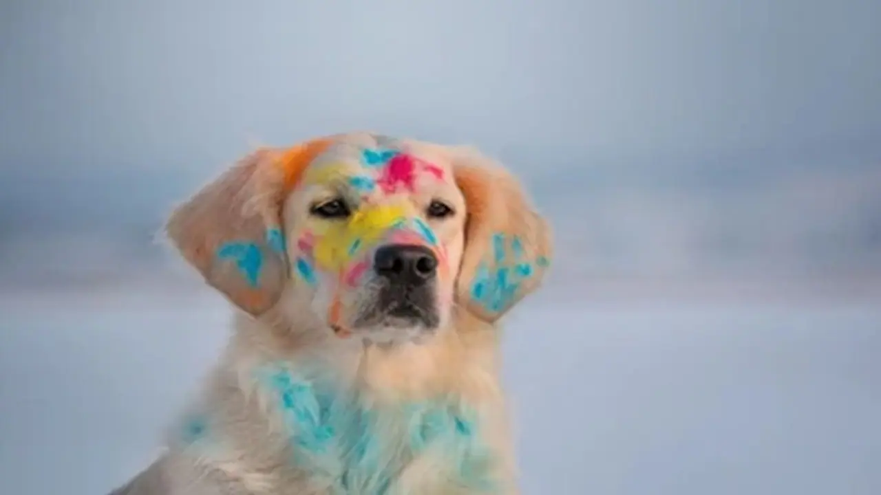 Holi 2024: 5 tips on how to enjoy a pet friendly Holi