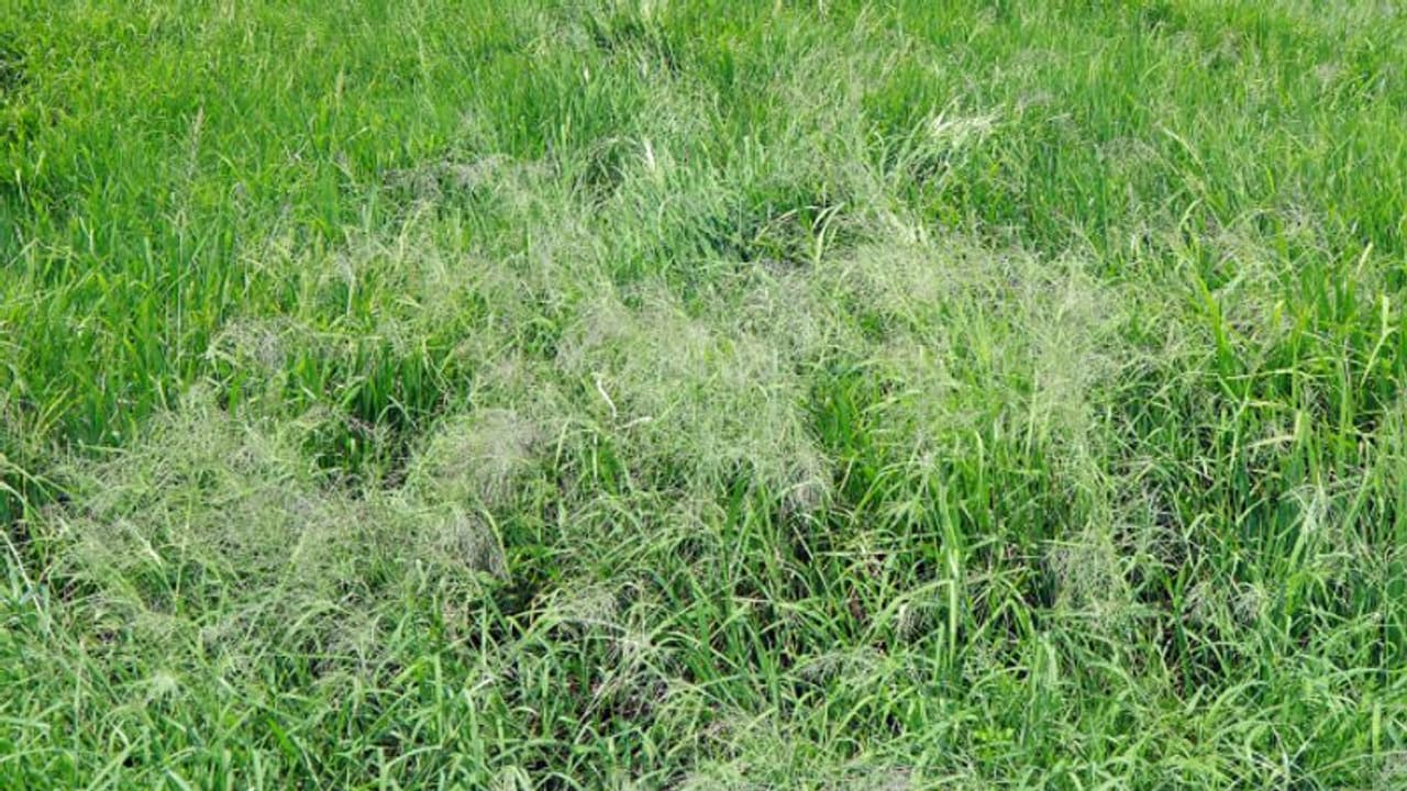 നെല്ല് കതിരിടും മുൻപ് പാടങ്ങളിൽ പൂത്ത് കുലച്ച് വരിനെല്ല്, കർഷകർക്ക് ദുരിതം