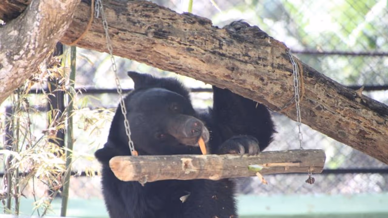 ಬನ್ನೇರುಘಟ್ಟದಲ್ಲಿ ವಿಶ್ವ ಕರಡಿ ದಿನಾಚರಣೆ: ವಿಶೇಷ ಆಹಾರ ನೀಡಿ ಸಂಭ್ರಮಿಸಿದ ಪ್ರವಾಸಿಗರು!