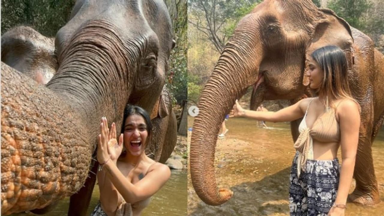 തായ്ലാഡില് ആനയെ കുളിപ്പിച്ച് സാനിയ; കുസൃതികാട്ടിയും ഭക്ഷണം കൊടുത്തും താരം വീഡിയോ തായ്ലാഡില് ആനയെ കുളിപ്പിച്ച് സാനിയ; കുസൃതികാട്ടിയും ഭക്ഷണം കൊടുത്തും താരം വീഡിയോ