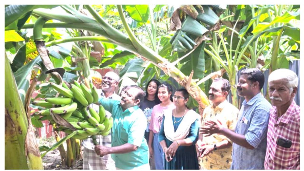 ഹോട്ടൽ മാലിന്യം അതൊരു പ്രശ്നമായിരുന്നു, ഇപ്പോ ട്രാൻസ്ഫോർമേഷൻ കണ്ടോ, മാരാരിക്കുളത്ത് നേട്ടം കൊയ്ത് വാഴകൃഷി ഹോട്ടൽ മാലിന്യം അതൊരു പ്രശ്നമായിരുന്നു, ഇപ്പോ ട്രാൻസ്ഫോർമേഷൻ കണ്ടോ, മാരാരിക്കുളത്ത് നേട്ടം കൊയ്ത് വാഴകൃഷി