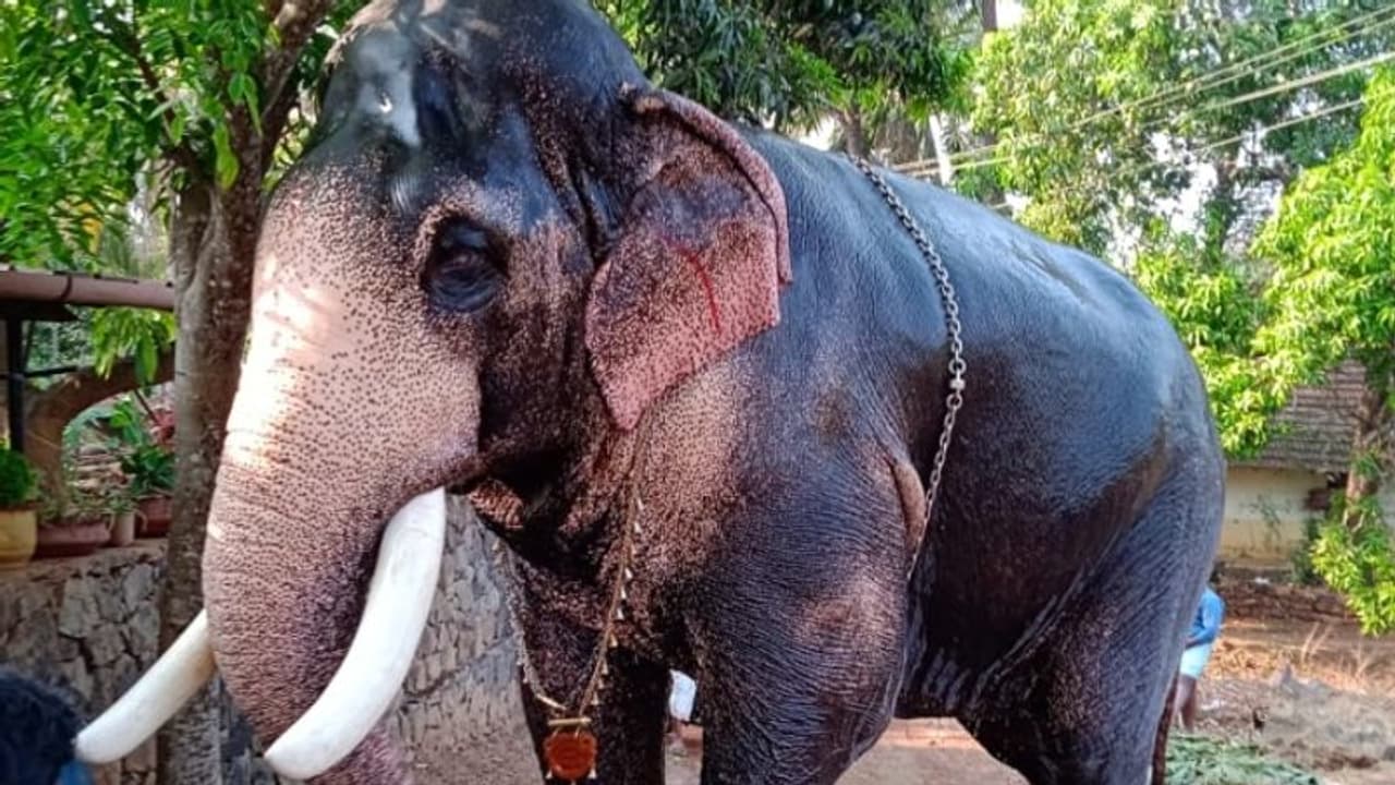 ആനപ്രേമികളുടെ പ്രിയപ്പെട്ട കൊമ്പൻ മംഗലാംകുന്ന് അയ്യപ്പൻ ചരിഞ്ഞു 