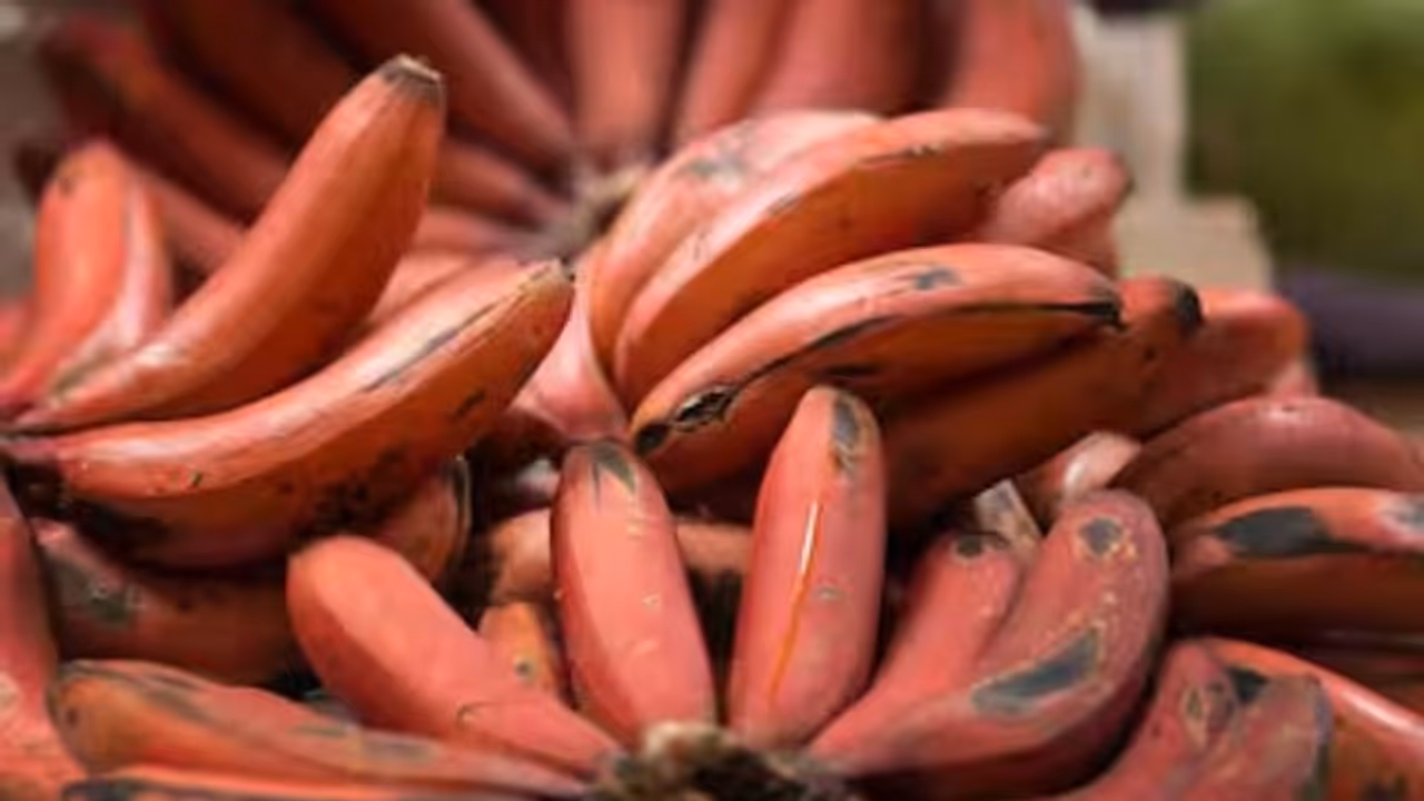 ചെങ്കദളിപ്പഴം കഴിക്കുന്നത് കൊണ്ടുള്ള ഈ ഗുണങ്ങള് അറിയാമോ? ചെങ്കദളിപ്പഴം കഴിക്കുന്നത് കൊണ്ടുള്ള ഈ ഗുണങ്ങള് അറിയാമോ?