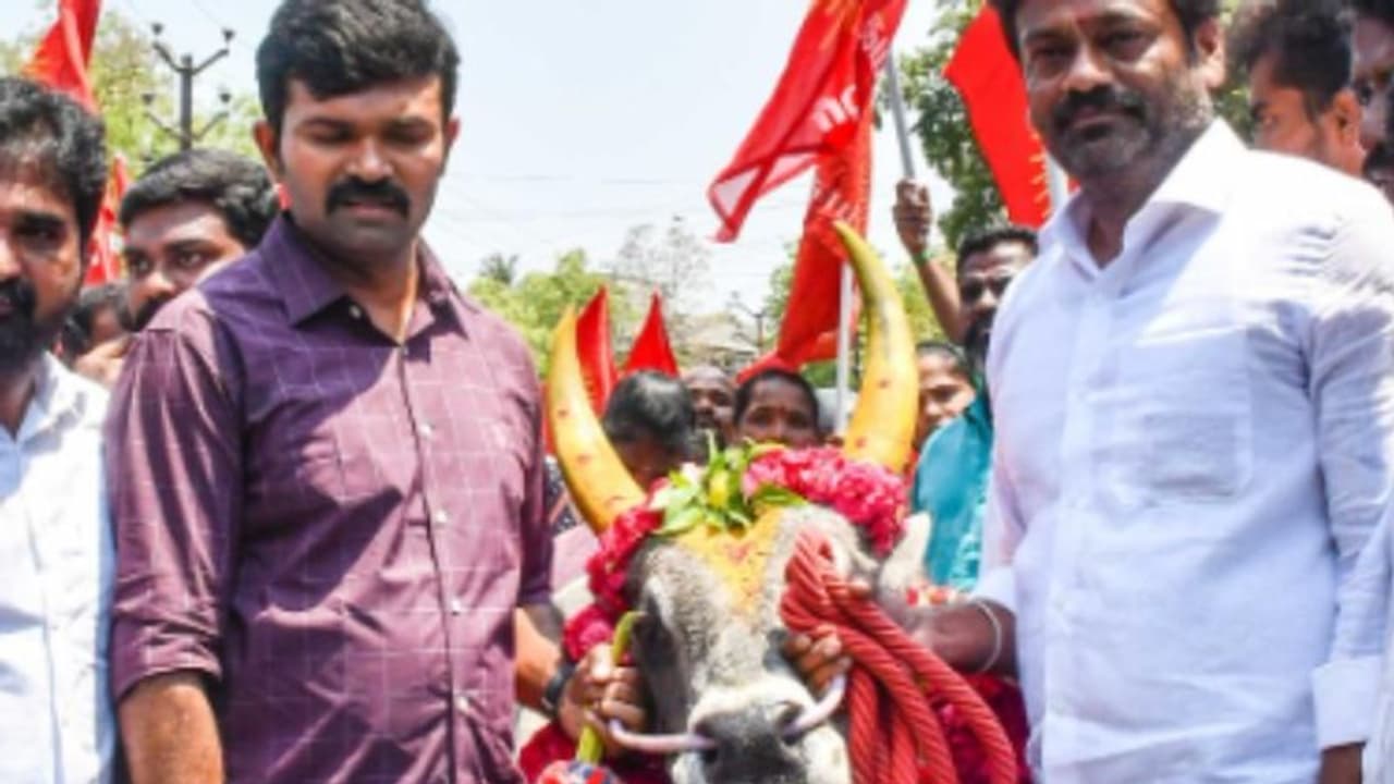 ജെല്ലിക്കെട്ട് കാളയുമായി നാമനിർദേശ പത്രിക നൽകാനെത്തി സ്ഥാനാര്ത്ഥി ജെല്ലിക്കെട്ട് കാളയുമായി നാമനിർദേശ പത്രിക നൽകാനെത്തി സ്ഥാനാര്ത്ഥി