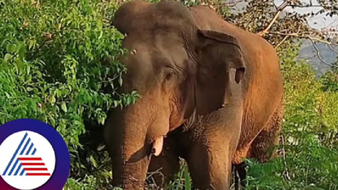 ಚಿಕ್ಕಮಗಳೂರು: ವಾರದಲ್ಲಿ ಇಬ್ಬರು, 8 ತಿಂಗಳಲ್ಲಿ 8 ಮಂದಿ ಕಾಡಾನೆ ದಾಳಿಗೆ ಬಲಿ! ಚಿಕ್ಕಮಗಳೂರು: ವಾರದಲ್ಲಿ ಇಬ್ಬರು, 8 ತಿಂಗಳಲ್ಲಿ 8 ಮಂದಿ ಕಾಡಾನೆ ದಾಳಿಗೆ ಬಲಿ!