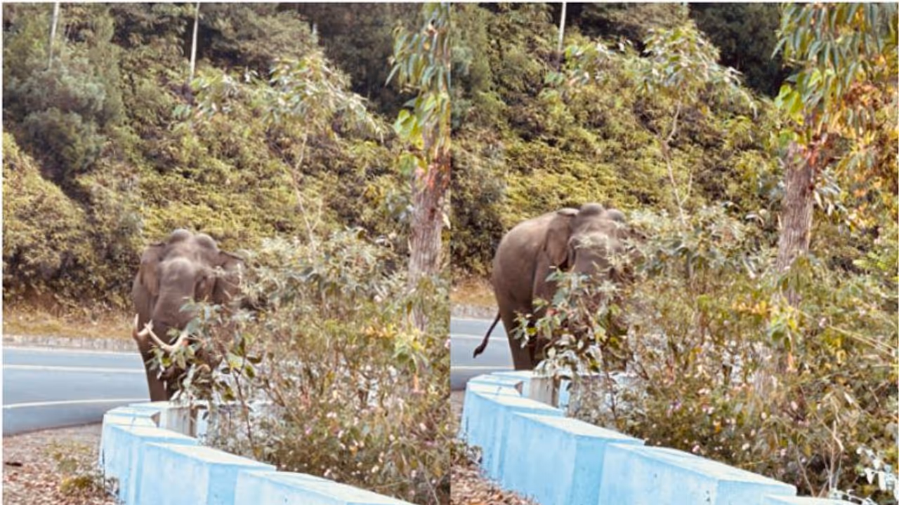 കെഎസ്ആർടിസി ബസിന് മുന്നിലേക്ക് പടയപ്പ, ഡ്രൈവിങ് സീറ്റിലെ ബെൽറ്റ് പൊട്ടിച്ചു, ശ്വാസമടക്കി യാത്രക്കാർ! കെഎസ്ആർടിസി ബസിന് മുന്നിലേക്ക് പടയപ്പ, ഡ്രൈവിങ് സീറ്റിലെ ബെൽറ്റ് പൊട്ടിച്ചു, ശ്വാസമടക്കി യാത്രക്കാർ!