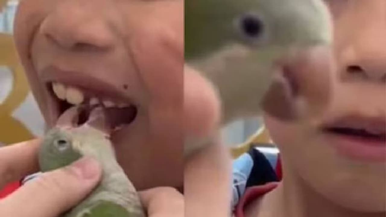 പല്ലെടുക്കുന്ന തത്തയെ കണ്ടിട്ടുണ്ടോ? ദേ ഇങ്ങോട്ട് നോക്കൂ, വൈറലായി വീഡിയോ 