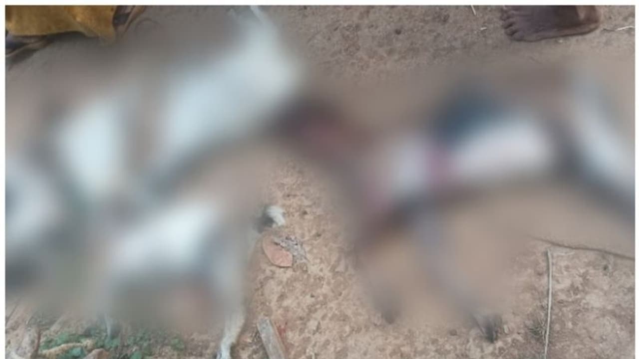 5 ആടുകളെ അജ്ഞാത ജീവി കടിച്ചു കൊന്നു; സംഭവം കോഴിക്കോട് ബാലുശ്ശേരിയിൽ 