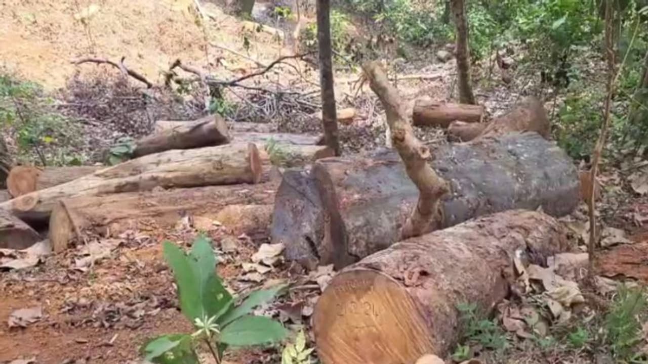 'വെൺതേക്ക്, അയിനി, ആഫ്രിക്കൻ ചോല'; വയനാട്ടില്‍ വീണ്ടും അനധികൃത മരംമുറി, 50ലധികം മരങ്ങള്‍ മുറിച്ചു