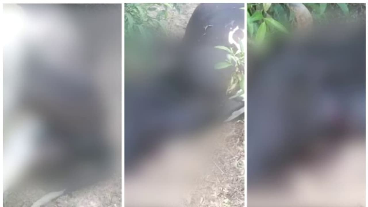 മൂന്നാർ തലയാറിൽ പുലിയിറങ്ങി; ആക്രമണത്തിൽ പശു ചത്തു, 2 മാസത്തിനിടെ ചത്തത് 5 പശുക്കള്‍