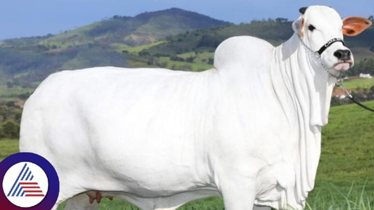 40 ಕೋಟಿ ರೂ. ದಾಖಲೆ ಮೊತ್ತಕ್ಕೆ ಮಾರಾಟವಾದ ನೆಲ್ಲೂರು ಹಸು! 40 ಕೋಟಿ ರೂ. ದಾಖಲೆ ಮೊತ್ತಕ್ಕೆ ಮಾರಾಟವಾದ ನೆಲ್ಲೂರು ಹಸು!