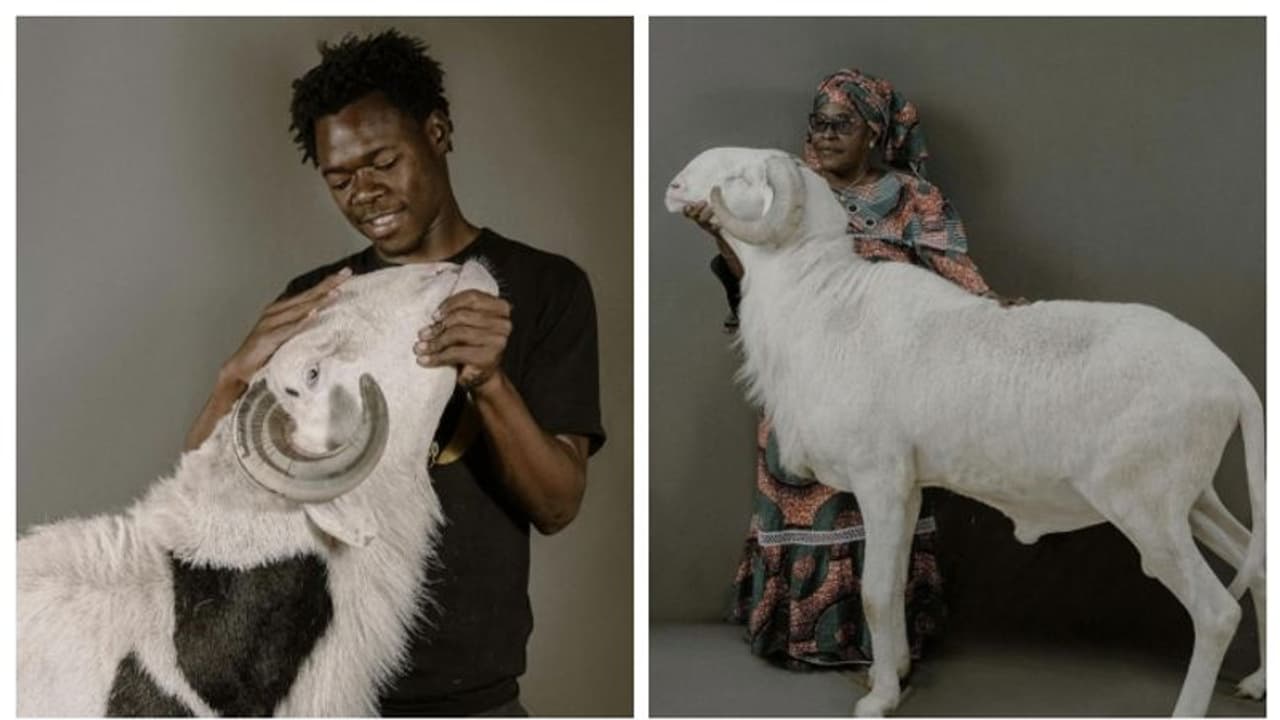 ഇതാണ്, യഥാര്‍ത്ഥ 'ആട് ജീവിതം'; ലാഡൂമുകൾ അഥവാ ആടുകളിലെ രാജാക്കന്മാര്‍ 