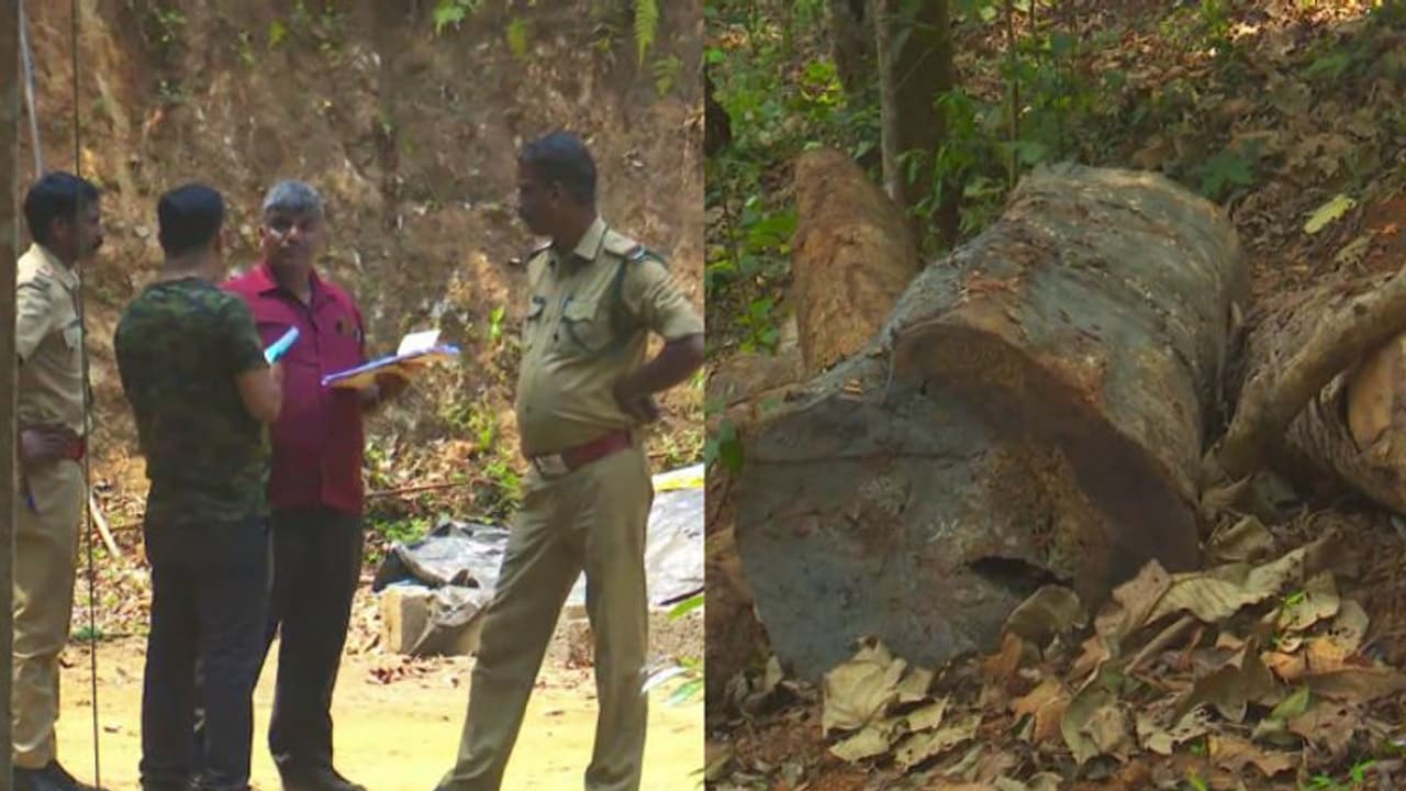 സുഗന്ധഗിരിയിൽ അനുമതി ഇല്ലാതെ മുറിച്ചത് 30 മരങ്ങൾ; മുൻകൂര്‍ ജാമ്യം തേടി പ്രതികൾ കോടതിയിൽ