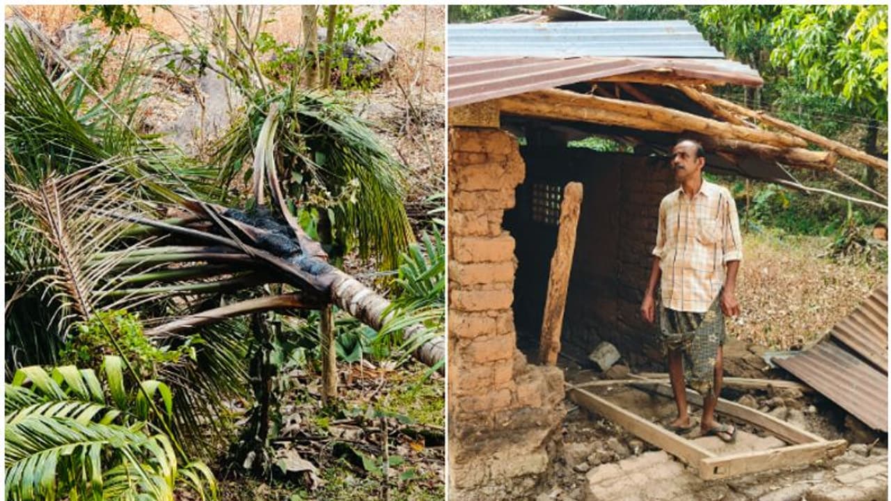 സ്ഥിരമായി കാട്ടാന ആക്രമണം; നൂറ് കണക്കിന് മരങ്ങളും കൃഷിയും നശിപ്പിച്ചു,മണ്ണുത്തി പട്ടിക്കാട് ഭീതിയോടെ നാട്ടുകാർ സ്ഥിരമായി കാട്ടാന ആക്രമണം; നൂറ് കണക്കിന് മരങ്ങളും കൃഷിയും നശിപ്പിച്ചു,മണ്ണുത്തി പട്ടിക്കാട് ഭീതിയോടെ നാട്ടുകാർ