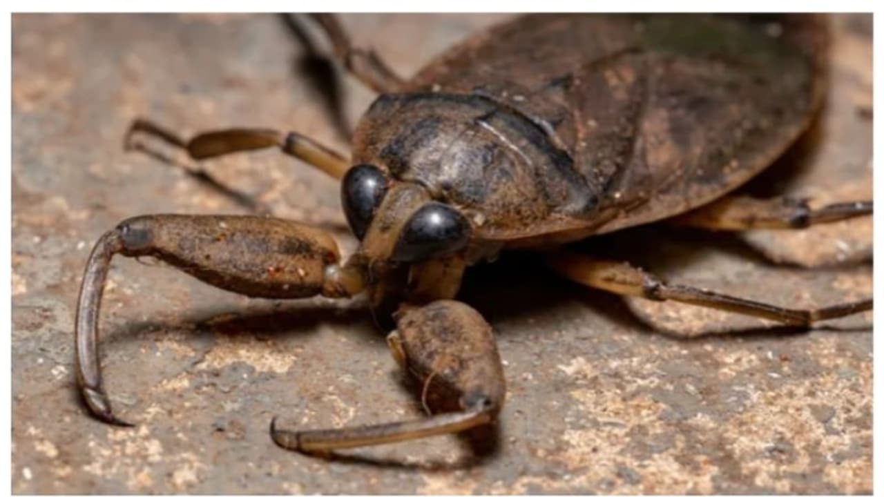 മനുഷ്യന്റെ കാല്വിരലുകളില് കടിക്കുന്ന കീടങ്ങള് പെരുകുന്നെന്ന് റിപ്പോര്ട്ട് മനുഷ്യന്റെ കാല്വിരലുകളില് കടിക്കുന്ന കീടങ്ങള് പെരുകുന്നെന്ന് റിപ്പോര്ട്ട്