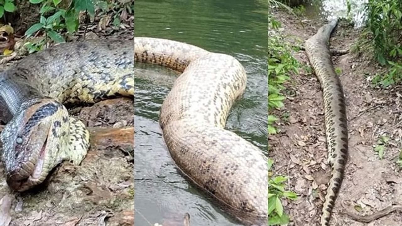 ಅಮೇಜಾನ್ ಮಳೆಕಾಡಿನಲ್ಲಿ ಪತ್ತೆಯಾದ ಕೆಲವೇ ವಾರಗಳಲ್ಲಿ ಸಾವು ಕಂಡ ವಿಶ್ವದ ದೈತ್ಯ ಹಾವು! ಅಮೇಜಾನ್ ಮಳೆಕಾಡಿನಲ್ಲಿ ಪತ್ತೆಯಾದ ಕೆಲವೇ ವಾರಗಳಲ್ಲಿ ಸಾವು ಕಂಡ ವಿಶ್ವದ ದೈತ್ಯ ಹಾವು!