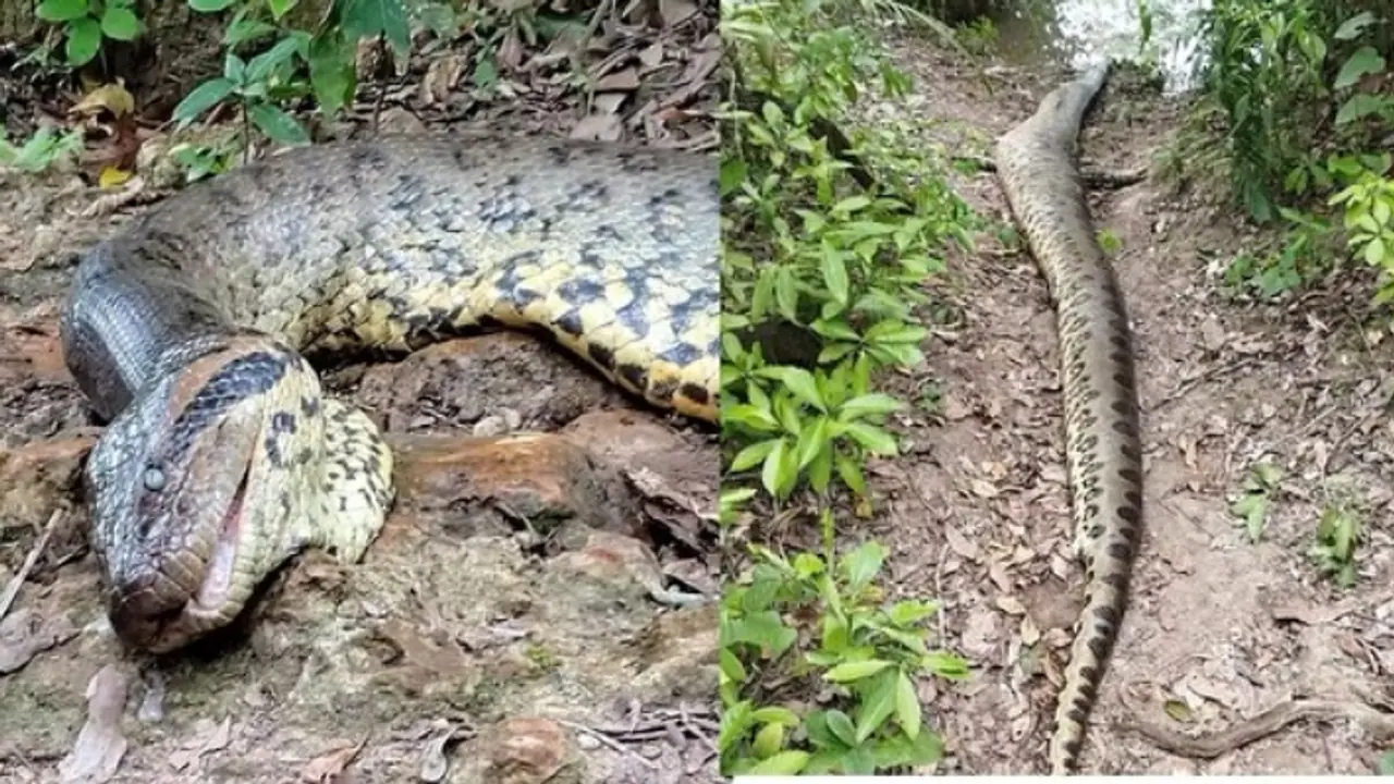 World’s largest Green Anaconda, discovered weeks ago, found dead in Amazon rainforest