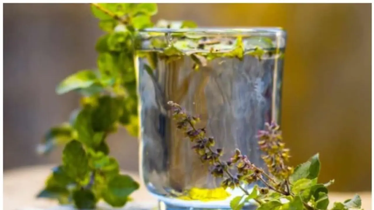 Health Tips : ദിവസവും തുളസി വെള്ളം കുടിക്കുന്നത് പതിവാക്കൂ, ഗുണങ്ങൾ അറിയാം Health Tips : ദിവസവും തുളസി വെള്ളം കുടിക്കുന്നത് പതിവാക്കൂ, ഗുണങ്ങൾ അറിയാം