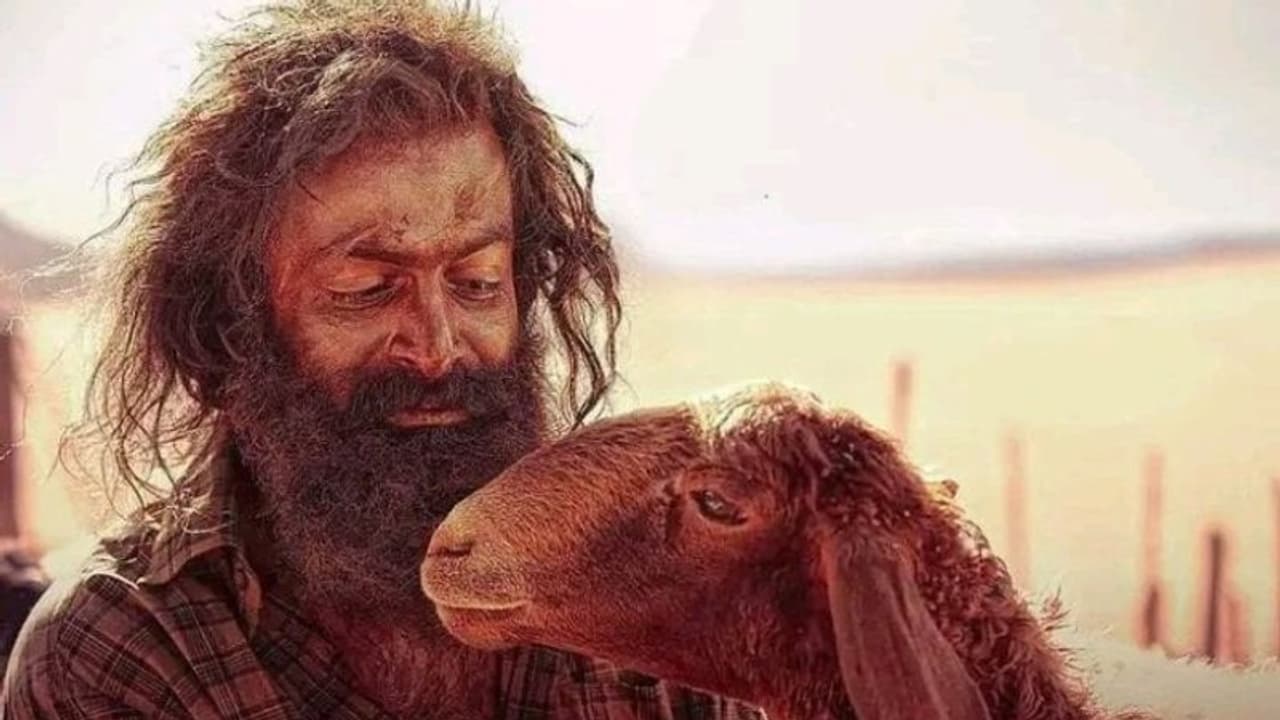 ബജറ്റ് 82 കോടി, റിലീസായി നാല് ദിവസം, നേടിയത് 60കോടിക്ക് മേൽ; 100 കോടിയിലേക്ക് കുതിച്ച് 'ആടുജീവിതം'