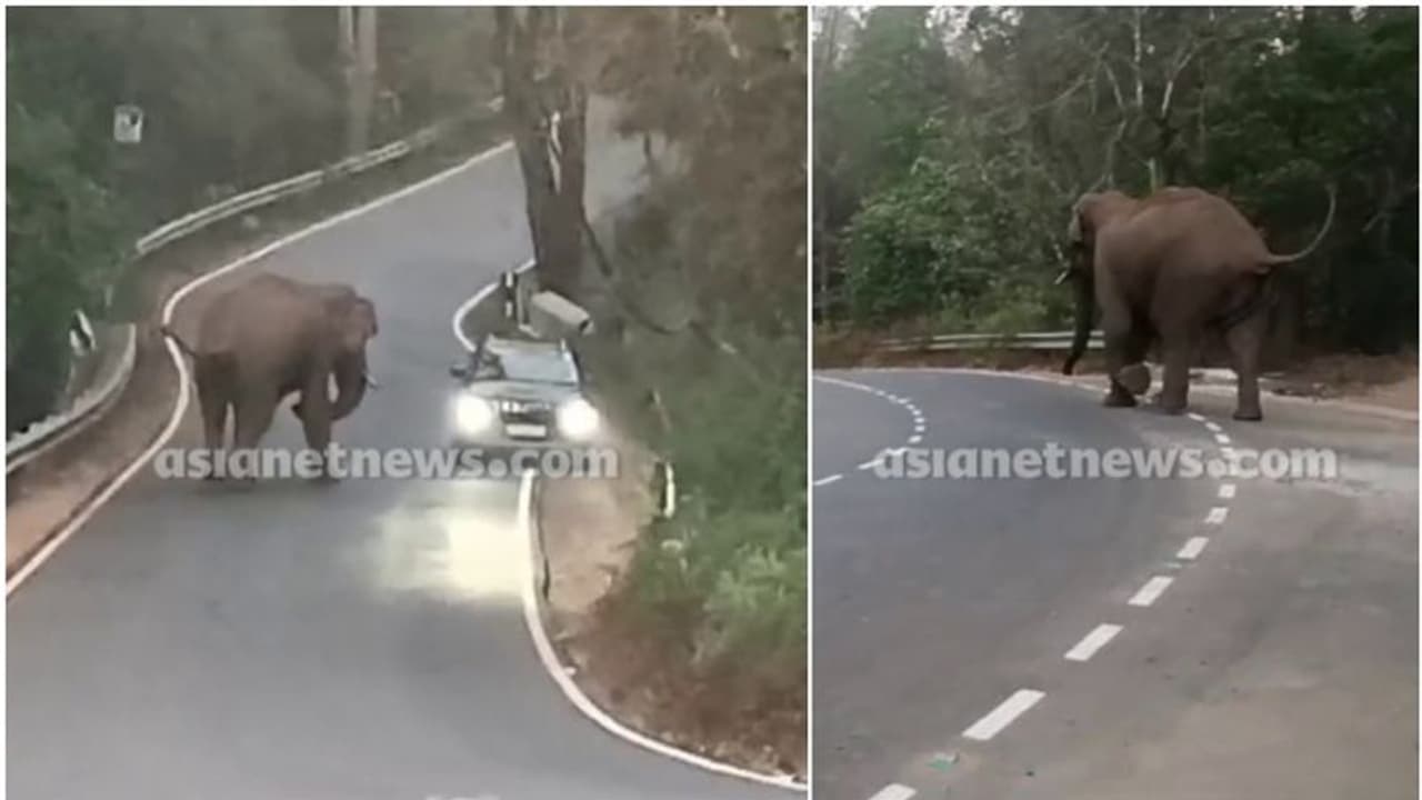 വയനാട്ടില് കാറിന് നേരെ പാഞ്ഞടുത്ത് കാട്ടാന; പേടിപ്പെടുത്തുന്ന വീഡിയോ... വയനാട്ടില് കാറിന് നേരെ പാഞ്ഞടുത്ത് കാട്ടാന; പേടിപ്പെടുത്തുന്ന വീഡിയോ...