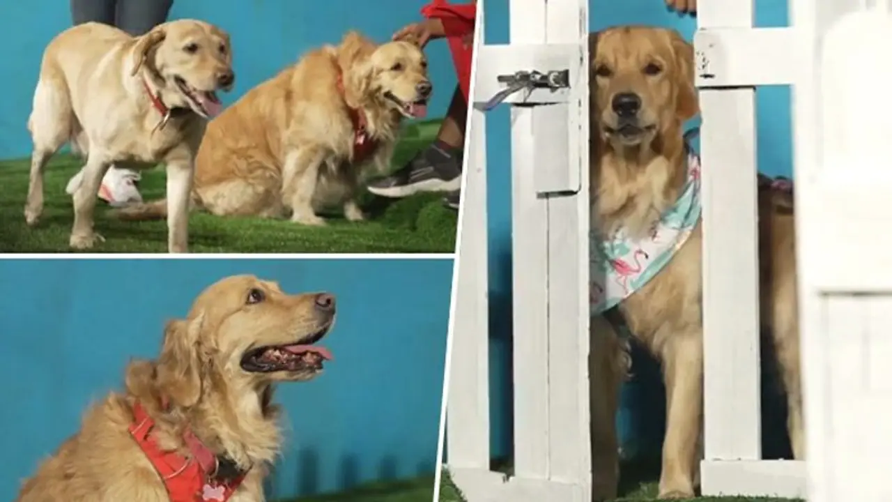 Bengaluru: RCB makes history with ‘dog out’ section at Chinnaswamy stadium for furry friends